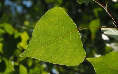 Two key health issues (Part 2)