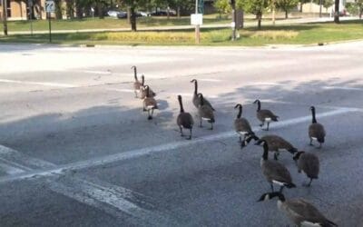 The fastest way to a real rebound and transformation? (Part 1)