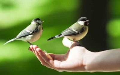 The secret to the success of all healing techniques (Part 1)