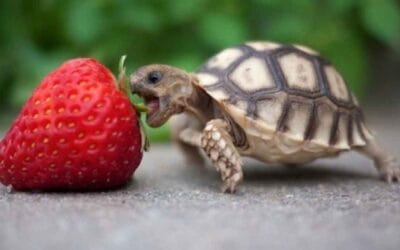 The body absorbs from food what the mind tells it to